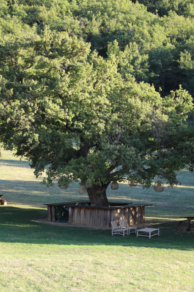 Arbre dans parc hameau de castellas