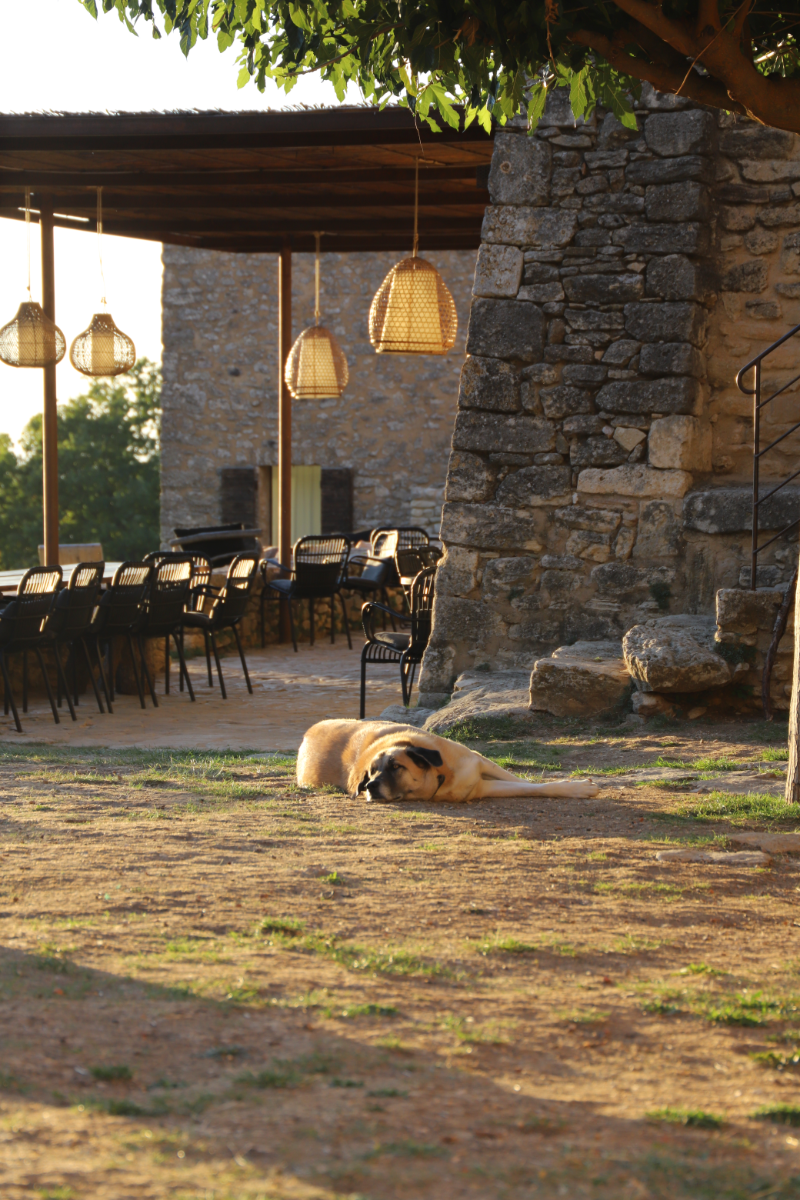 chien qui se repose devant entrée du hameau de castellas