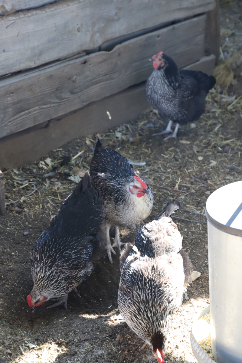 poules du domaine de castellas, luberon, provence